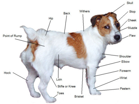 anatomy-anotated_jack_russell.jpg