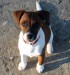 Vigo_Parson_Jack_Russel_Terrier_01_jpg_w450.jpg